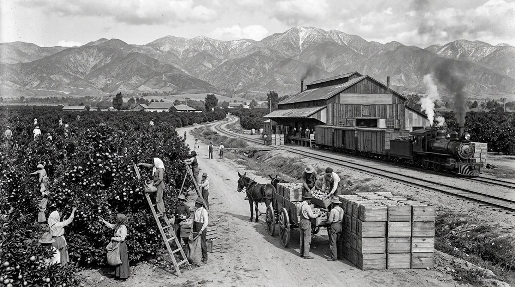 Pomona California citrus groves and packing house during the historic citrus era